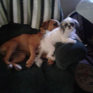 Meet your Posher, Shirley